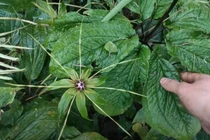 Thất diệp nhất chi hoa quý hiếm ra sao?