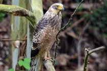 Phát hiện và cứu hộ chim diều hoa Miến Điện tại Quảng Trị