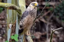 Phát hiện và cứu hộ chim diều hoa Miến Điện tại Quảng Trị