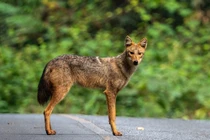 Vì sao không được săn bắt chó sói tấn công gia súc ở Điện Biên?