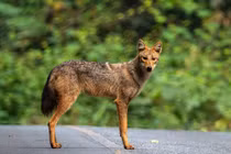 Vì sao không được săn bắt chó sói tấn công gia súc ở Điện Biên?