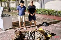 Sốc: Phát hiện hổ 200 kg quý hiếm giấu kín trong khoang nóc xe khách 