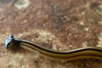 Sau mưa lớn, giun đầu búa xuất hiện rất nhiều ở Texas