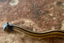 Sau mưa lớn, giun đầu búa xuất hiện rất nhiều ở Texas