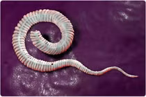 Những loài ký sinh trùng khủng khiếp nhất gây ám ảnh loài người