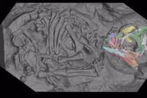 Phân tích phôi khủng long cổ đại qua công nghệ quét 3D siêu phân giải