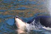 Cá voi sát thủ Mỹ khiến giới khoa học sốc với hành vi kỳ lạ