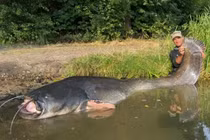 Bắt gọn thủy quái khủng dài gần 3m, cần thủ vớ bẫm