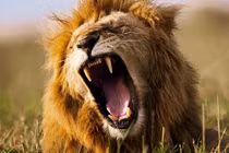 Phát hiện tiếng gầm trung gian của sư tử châu Phi qua AI