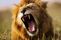 Phát hiện tiếng gầm trung gian của sư tử châu Phi qua AI