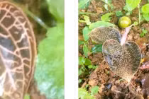 Phát hiện loài lan quý hiếm tại Pù Luông mang giá trị y học và thẩm mỹ