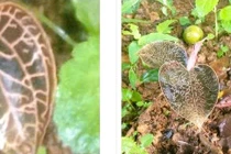 Phát hiện loài lan quý hiếm tại Pù Luông mang giá trị y học và thẩm mỹ