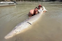 Cần thủ câu được cá tầm trắng khủng nặng 317kg