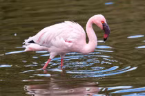 Chim hồng hạc nhỏ châu Phi đối diện nguy cơ tuyệt chủng