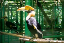 Chim lạ bay vào vườn nhà dân Nghệ An là loài quý hiếm