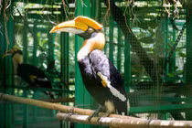 Chim lạ bay vào vườn nhà dân Nghệ An là loài quý hiếm