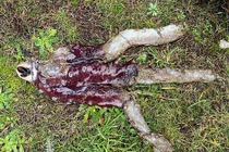 Bạch tuộc '7 chân' bất ngờ trôi dạt vào bờ biển Scotland