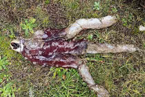 Bạch tuộc '7 chân' bất ngờ trôi dạt vào bờ biển Scotland