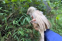 Phát hiện bìm bịp bạch tạng hiếm gặp tại Ninh Bình