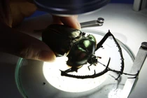 Loài côn trùng tưởng đã tuyệt chủng bất ngờ tái xuất