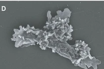 Sinh vật mới phát hiện có thể sống ở nhiệt độ cao kỷ lục