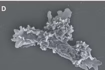 Sinh vật mới phát hiện có thể sống ở nhiệt độ cao kỷ lục