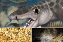 Tìm thấy hóa thạch cá mập cổ đại sâu bên trong hang động Mỹ