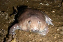 Phát hiện loài ếch mũi lợn độc lạ, da màu tím trơn bóng