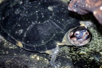 Khánh Hòa tiếp nhận rùa đầu đen quý hiếm do người dân giao nộp