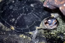 Khánh Hòa tiếp nhận rùa đầu đen quý hiếm do người dân giao nộp