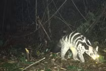  Bẫy ảnh phát hiện đàn động vật cực quý hiếm ở Vũ Quang