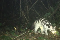  Bẫy ảnh phát hiện đàn động vật cực quý hiếm ở Vũ Quang