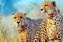 Ấn Độ chào đón 4 con báo gêpa con trong nỗ lực bảo tồn quý hiếm