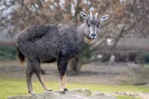 Bẫy ảnh phát hiện nhiều động vật quý hiếm trong rừng Quảng Trị