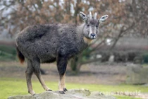 Bẫy ảnh phát hiện nhiều động vật quý hiếm trong rừng Quảng Trị