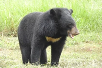 Gấu ngựa được cứu hộ ở Hải Phòng, là loài trong Sách Đỏ