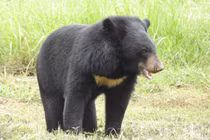 Gấu ngựa được cứu hộ ở Hải Phòng, là loài trong Sách Đỏ