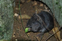 Tận mục loài chuột tuyệt tích 11 triệu năm xuất hiện ở Phong Nha - Kẻ Bàng