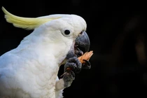 Loài vẹt gây sốt, biết xếp hàng, tự mở vòi nước uống!