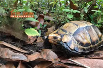 [INFOGRAPHIC] Phát hiện rùa núi viền quý hiếm trong ngôi đền ở Hà Tĩnh