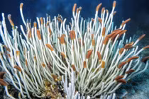 Phát hiện cộng đồng sinh vật biển sâu sống trong bóng tối vĩnh hằng