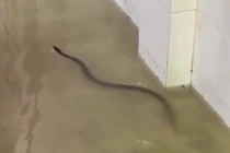 Rùng mình những lần rắn bò vào nhà dân
