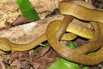 Rắn xâm chiếm hòn đảo ở Thái Bình Dương