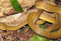 Rắn xâm chiếm hòn đảo ở Thái Bình Dương