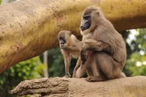 Bất ngờ linh trưởng cực quý hiếm vừa sinh con tại Ireland