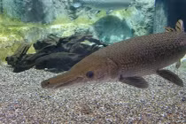 Cá sấu hỏa tiễn khổng lồ bị tóm gọn trên sông Mississippi