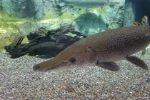 Cá sấu hỏa tiễn khổng lồ bị tóm gọn trên sông Mississippi