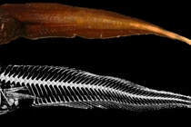 Phát hiện 3 loài cá ốc mới ở Thái Bình Dương