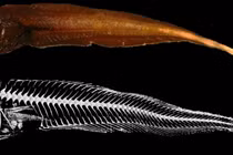 Phát hiện 3 loài cá ốc mới ở Thái Bình Dương