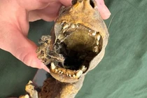 Bí ẩn xác ướp quái thú Capacabra